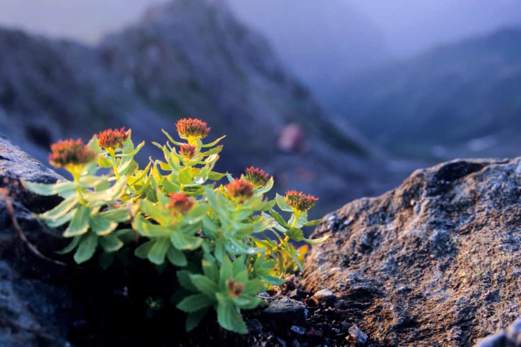 Rhodiola Rosea – The Arctic Adaptogen of Resilience & Mental Performance