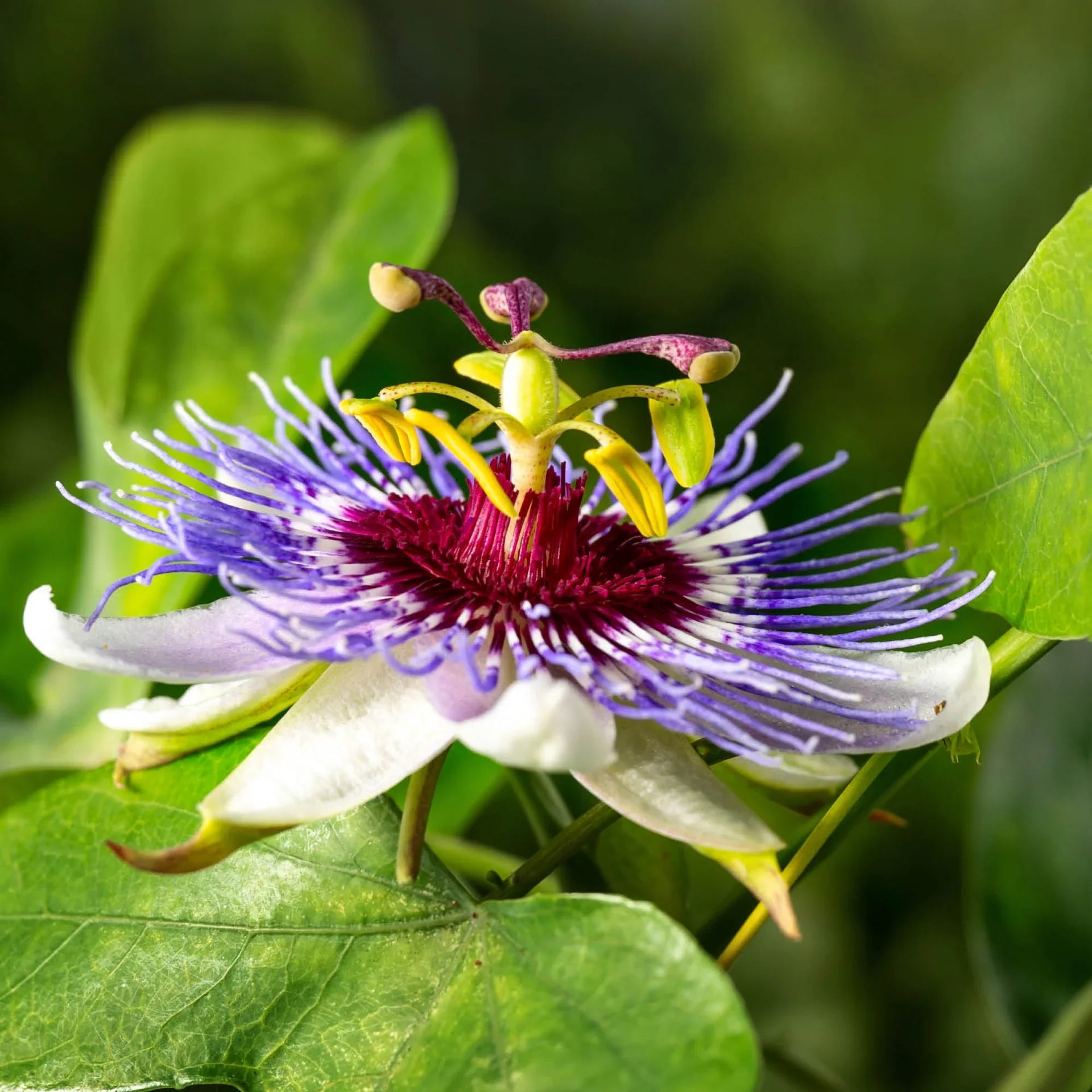 Passionflower Extract (Passiflora incarnata) – The Sacred Flower of Peace & Restful Sleep