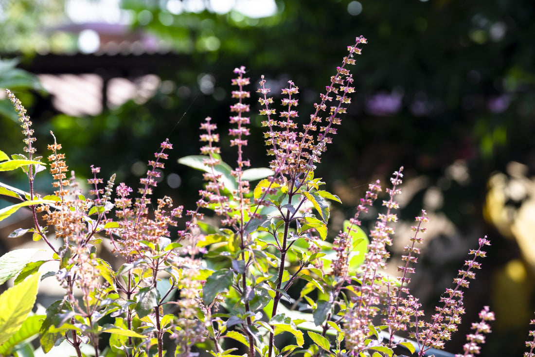 Holy Basil (Tulsi) – The Sacred Adaptogen for Mind, Body & Spirit
