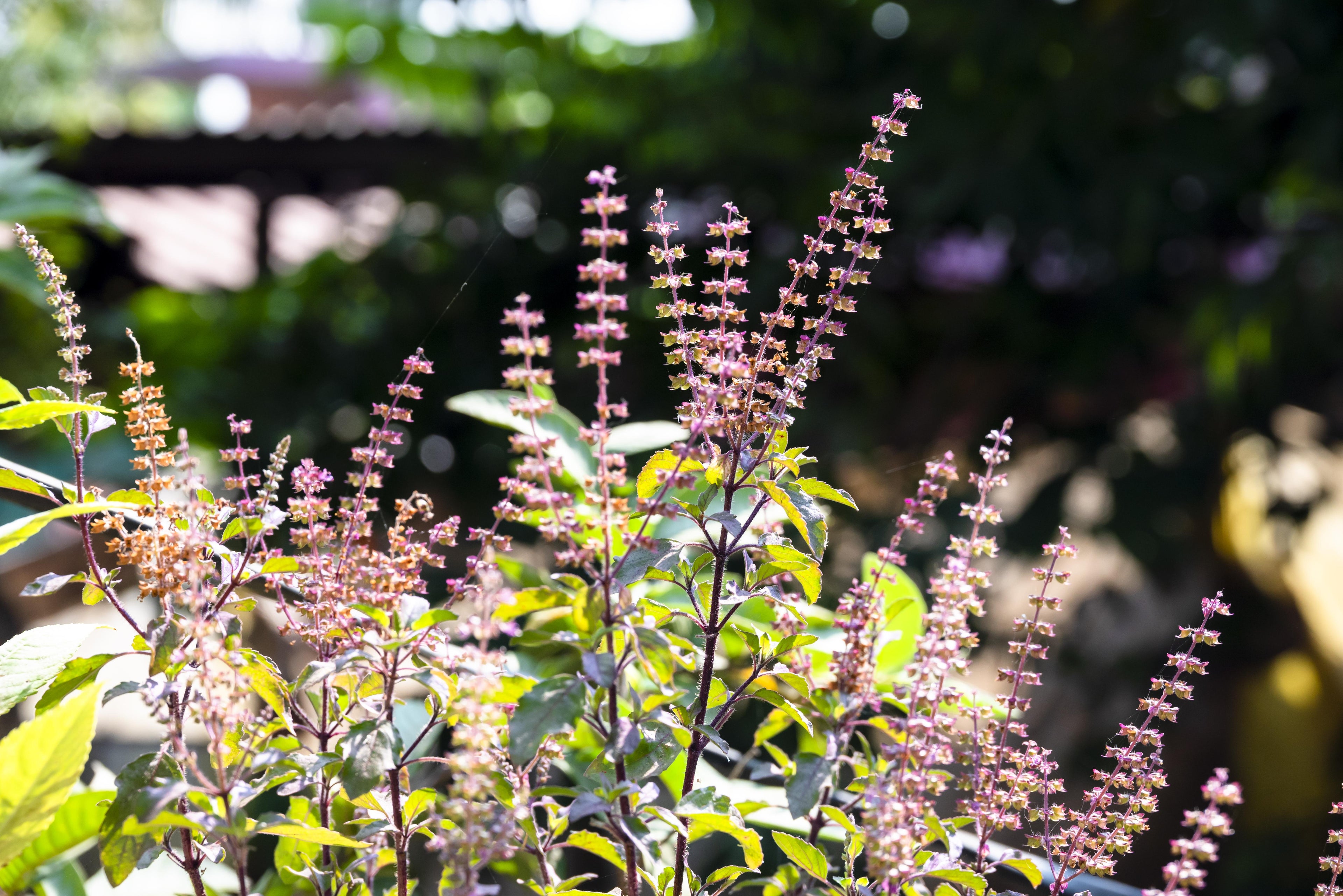 Holy Basil (Tulsi) – The Sacred Adaptogen for Mind, Body & Spirit