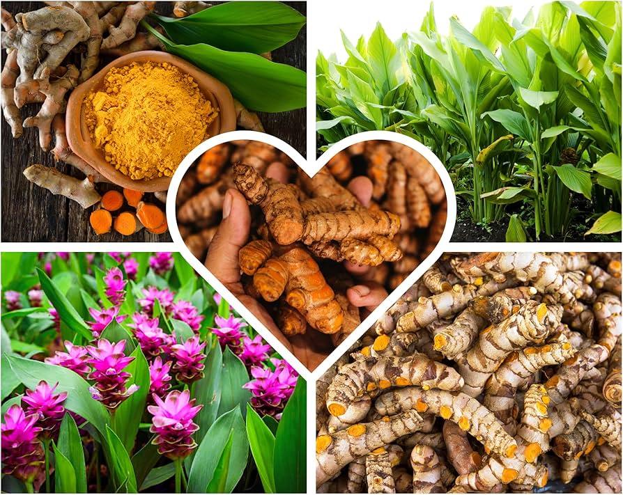 Turmeric Root (Curcuma longa) – The Golden Healer of Body & Spirit