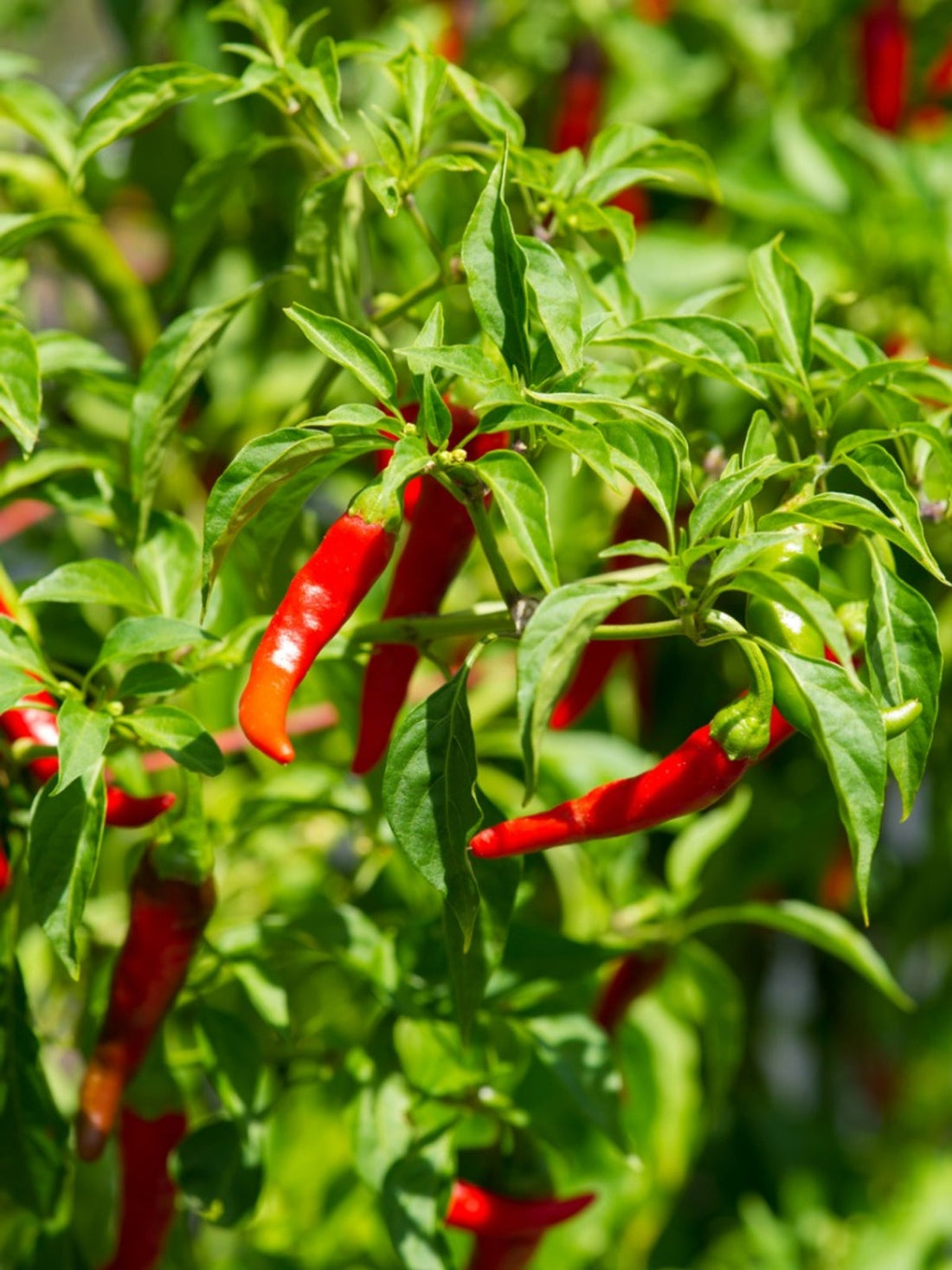 Cayenne Pepper (Capsicum annuum) – The Fiery Catalyst of Circulation & Vitality